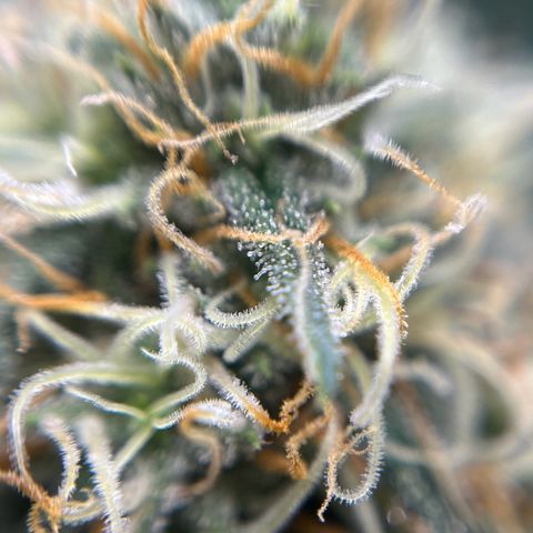Slurricane growlog timeline photo