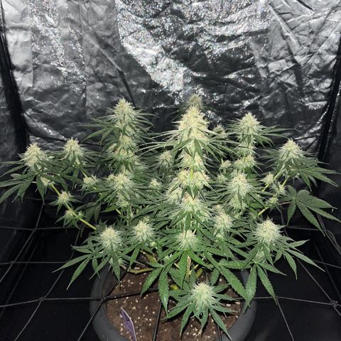 Slurricane growlog timeline photo