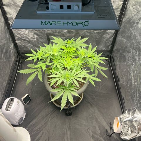 Slurricane growlog photo: stop scrog e piccolo training 