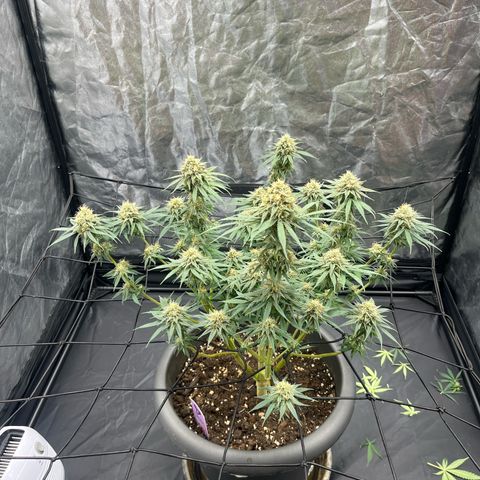 Slurricane growlog timeline photo