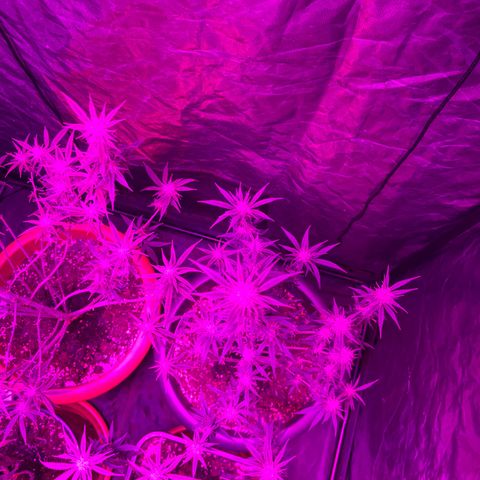 Future Island #3 growlog timeline photo