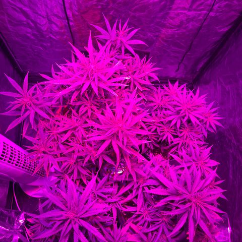 Future Island #3 growlog timeline photo