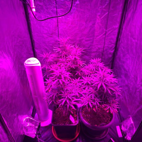 Future Island #3 growlog timeline photo
