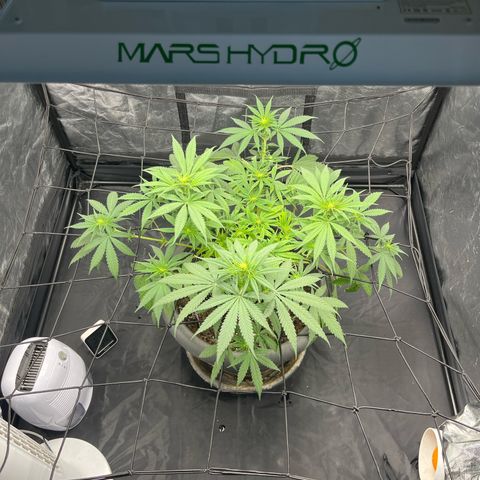 Slurricane growlog timeline photo