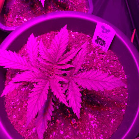 Future Island #3 growlog timeline photo