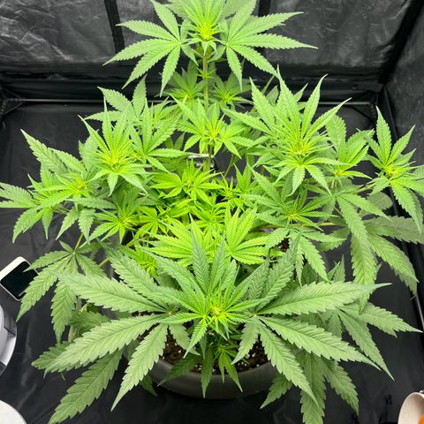 Slurricane growlog timeline photo
