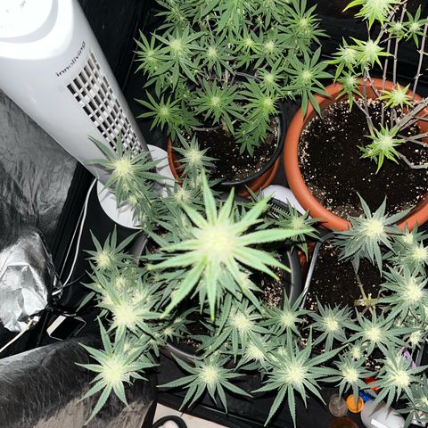 Future Island #3 growlog timeline photo