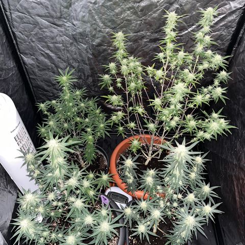 Future Island #3 growlog timeline photo