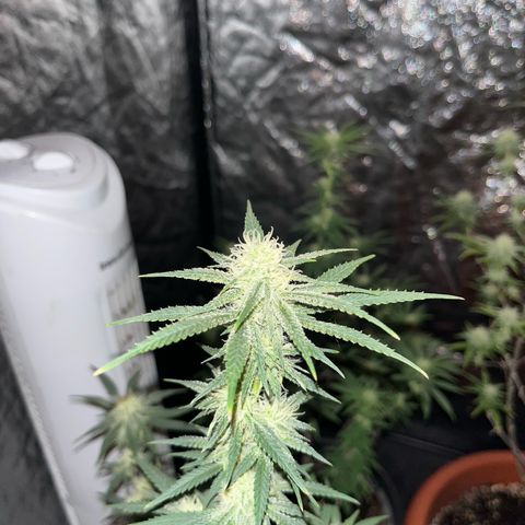 Future Island #3 growlog timeline photo