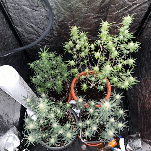 Future Island #3 growlog timeline photo