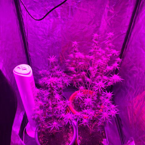 Future Island #3 growlog timeline photo
