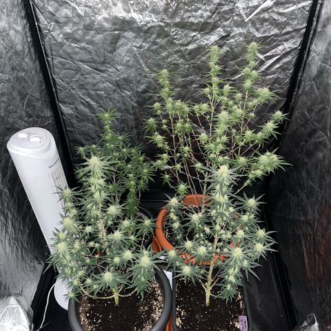 Future Island #3 growlog timeline photo