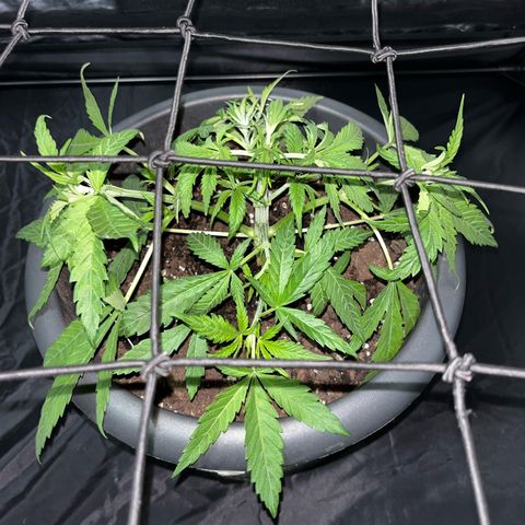 Slurricane growlog timeline photo