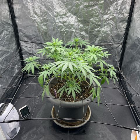 Slurricane growlog timeline photo