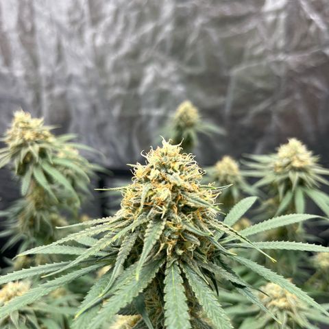 Slurricane growlog timeline photo