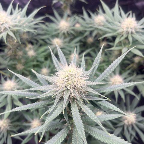 Slurricane growlog timeline photo