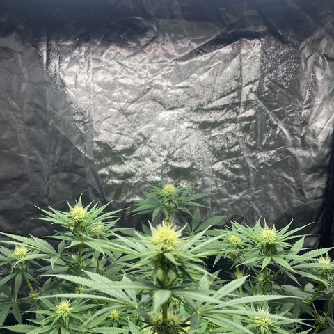 Slurricane growlog timeline photo