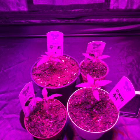 Future Island #3 growlog timeline photo
