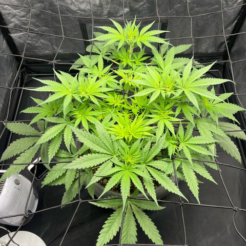 Slurricane growlog timeline photo