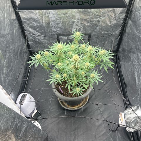 Slurricane growlog timeline photo