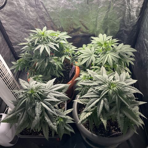 Future Island #3 growlog timeline photo