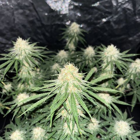 Slurricane growlog timeline photo