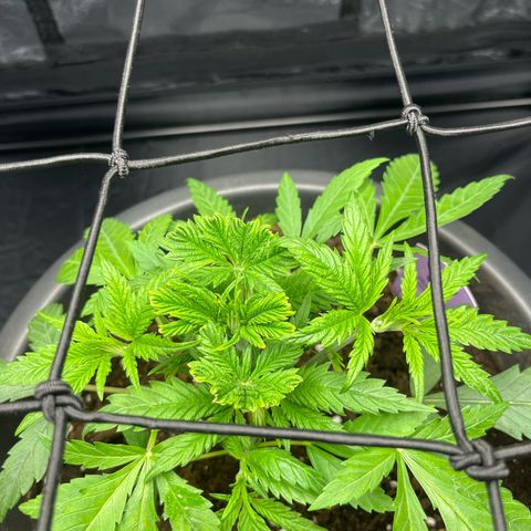 Slurricane growlog timeline photo
