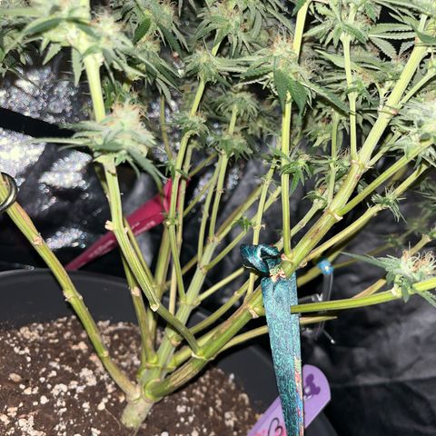 Slurricane growlog timeline photo