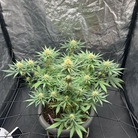 Slurricane growlog timeline photo