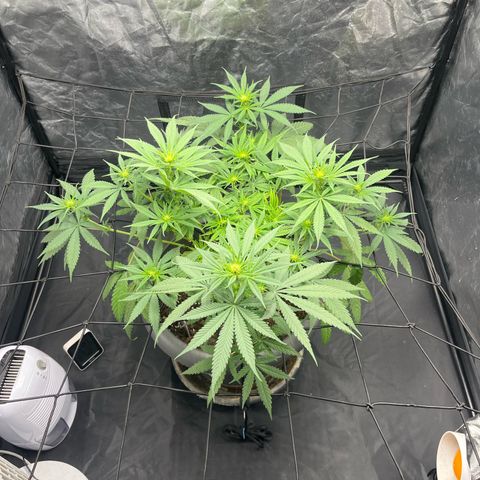 Slurricane growlog timeline photo