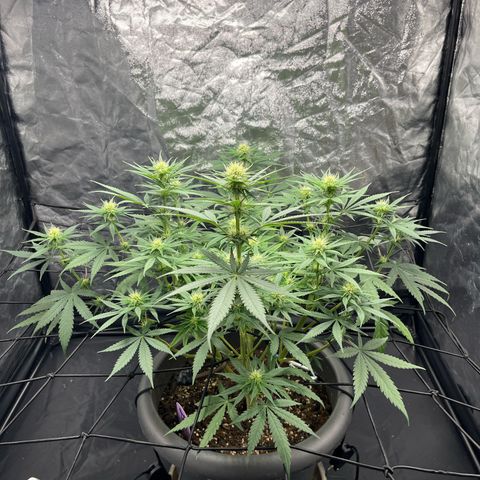 Slurricane growlog timeline photo