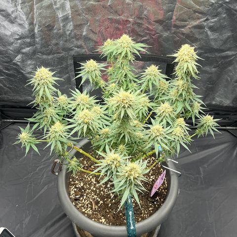 Slurricane growlog timeline photo
