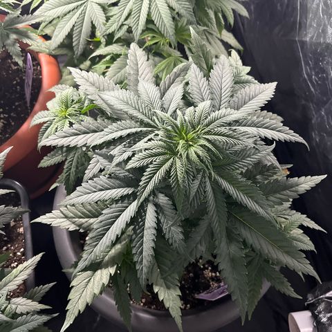 Future Island #3 growlog timeline photo