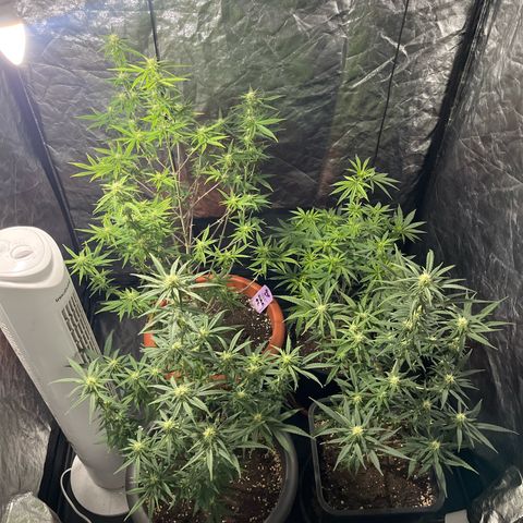 Future Island #3 growlog timeline photo