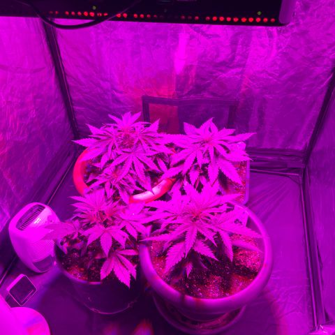 Future Island #3 growlog timeline photo