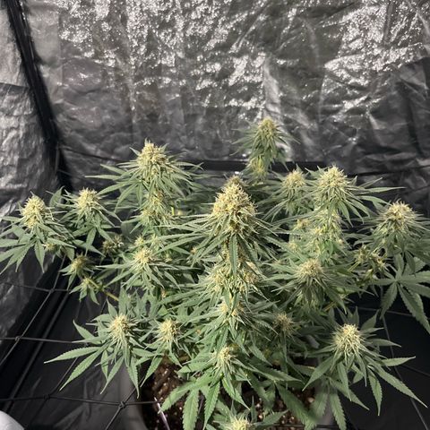 Slurricane growlog timeline photo