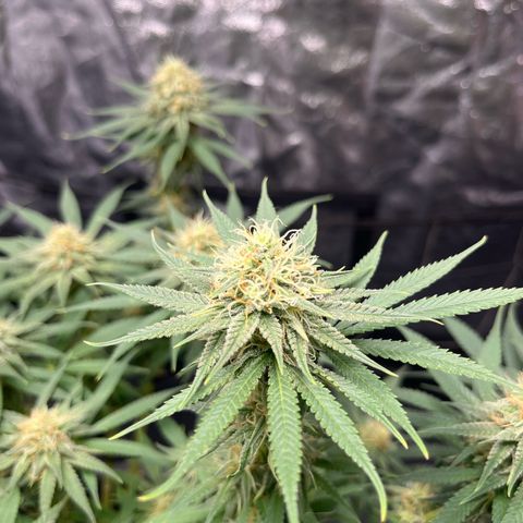 Slurricane growlog timeline photo