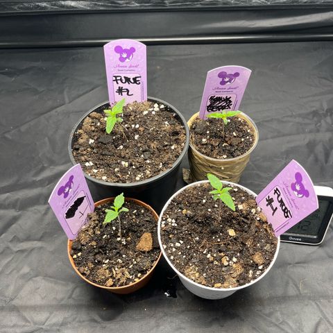 Future Island #3 growlog timeline photo
