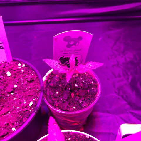 Future Island #3 growlog timeline photo