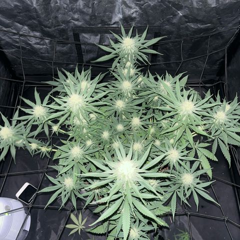 Slurricane growlog photo: defogliazione un po' in ritardo :/