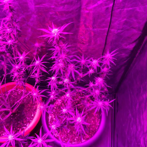 Future Island #3 growlog timeline photo
