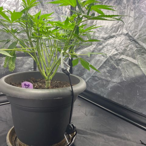 Slurricane growlog photo: stop scrog e piccolo training 