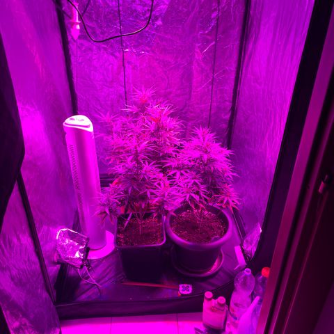 Future Island #3 growlog timeline photo