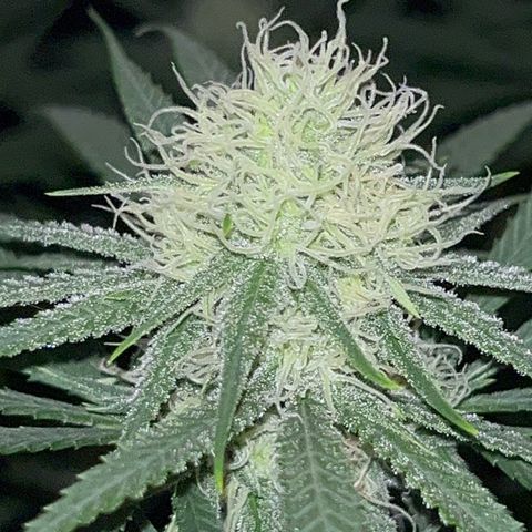 Slurricane growlog timeline photo