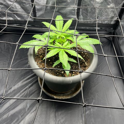 Slurricane growlog timeline photo