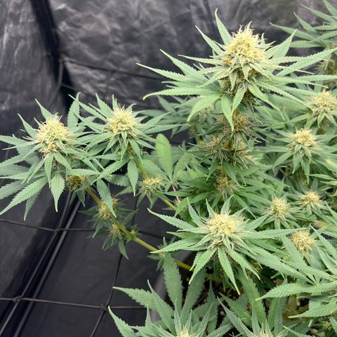 Slurricane growlog timeline photo