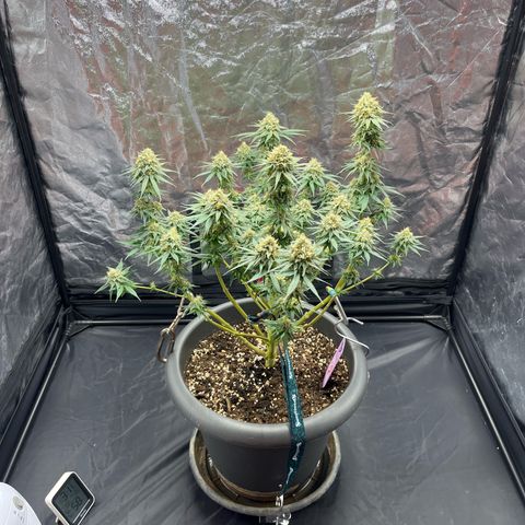 Slurricane growlog timeline photo