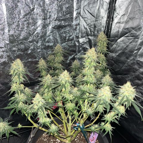 Slurricane growlog timeline photo