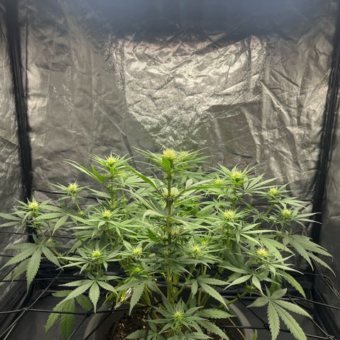 Slurricane growlog timeline photo