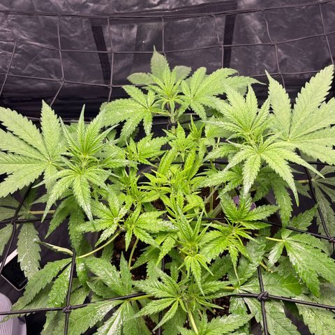 Slurricane growlog timeline photo
